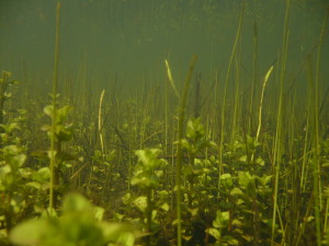 podwodne łąki